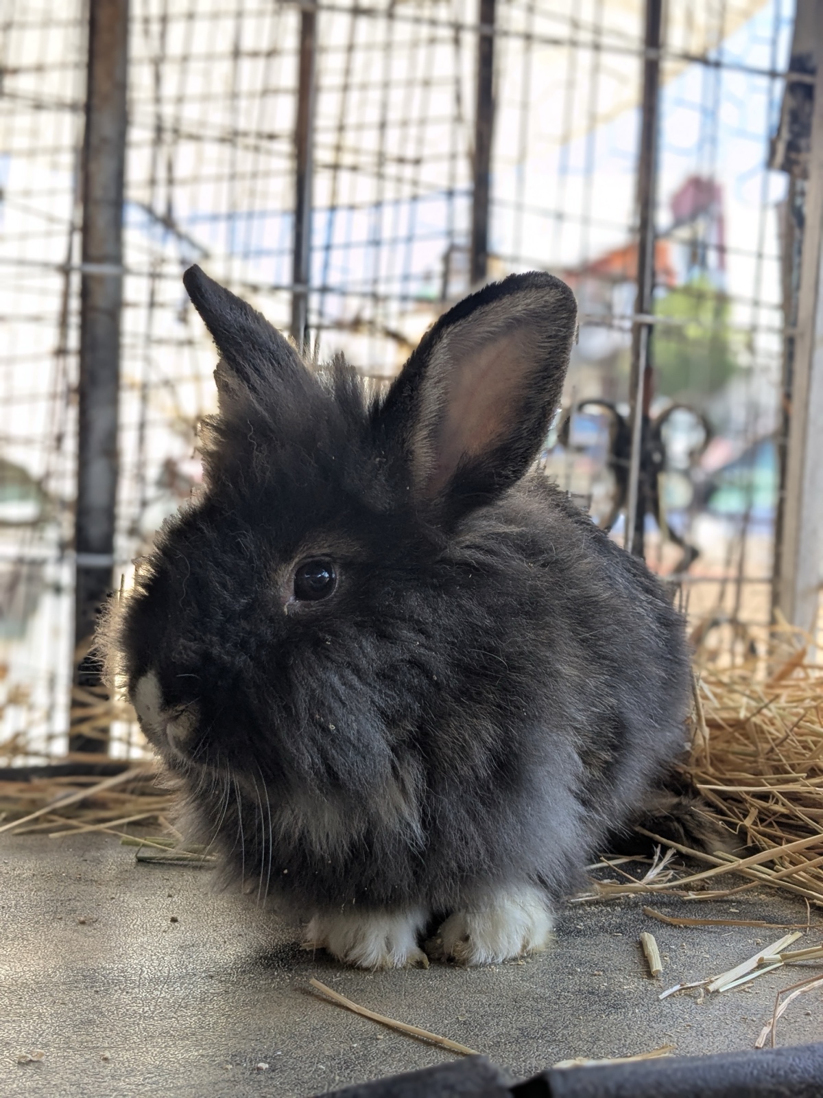 Choco